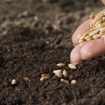 ۹۹ درصد از بذر کشور در داخل تولید می‌شود