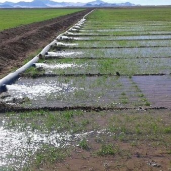 محصولات کشاورزی آب بر در الگوی کشت حذف می‌شوند