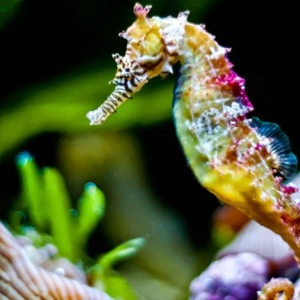 ایران به جمع کشورهای تکثیر صنعتی اسبک دریایی جهان پیوست