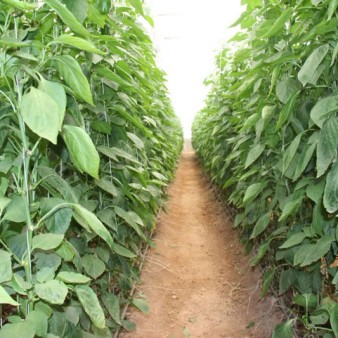 ۵ میلیون دلار صرفه‌جویی ارزی با تولید بذر پایه در اصفهان