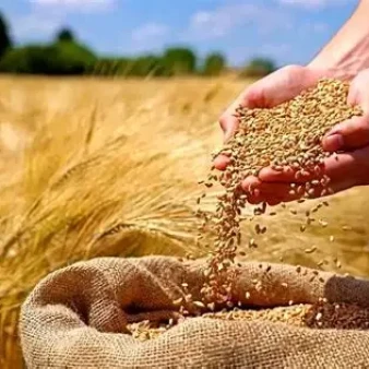 قیمت گندم نباید از نرخ جو کمتر باشد