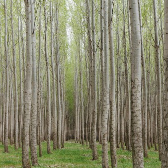 «زراعت چوب» طرحی نو برای ایجاد اشتغال و احیای زمین‌های کم‌بازده مازندران