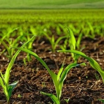 ضرورت خودکفایی در تولید بذر و تأمین امنیت خرید محصولات کشاورزی