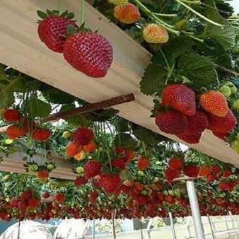 گامی نو در کشاورزی کردستان؛ افتتاح گلخانه پیشرفته هیدروپونیک در دهه فجر ‏