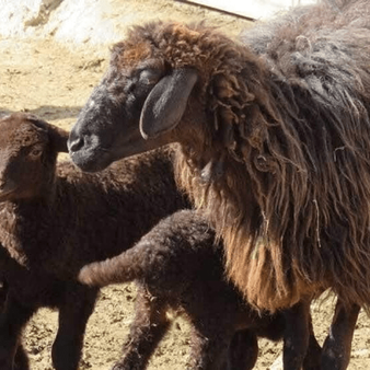سرمایه در گردش ندهید، «میش‌کشی» راه می‌افتد