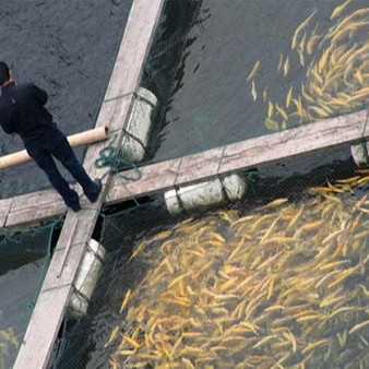 خوزستان در پرورش ماهیان گرمابی پیشرو است/ ضرورت تفکیک آبزی‌پروری آب‌شور و آب‌شیرین