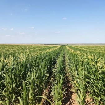 مساحت تولید بذر ذرت امسال به ۲۲۰۰ هکتار کاهش یافت/ پیش‌بینی تولید ۴ هزار تن بذر استاندارد