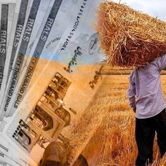 واریز ۱۱ هزار میلیارد تومان به حساب ۲۳ هزار گندم‌کار انجام شد