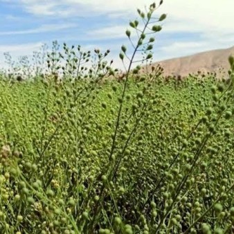 صندوق کشاورزی از تولید دانه های روغنی گلرنگ و کاملینا حمایت می کند