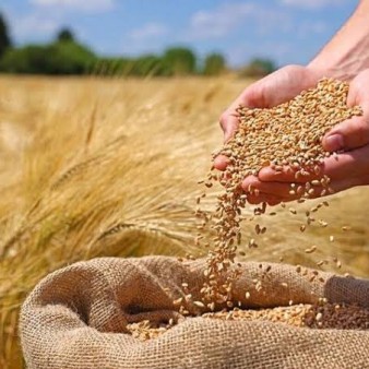 هرگونه جابه‌جایی غیرمجاز گندم قاچاق است