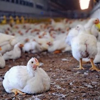 مدیریت تنش گرمایی در واحدهای پرورش طیور ضروری است