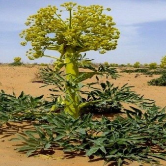 طلای بدبوی کویر؛ اکسیر سبز خراسان در مقابله با بحران آب