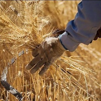 خرید تضمینی گندم از ۷.۵ میلیون تن گذشت