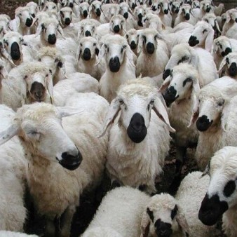 کاهش قیمت 30 درصدی گوسفند زنده ؛ گوشت ارزان نشد
