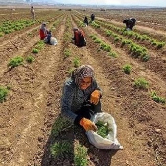 توسعه صنعت گیاهان دارویی در خوزستان؛ از یک عطاری سنتی تا آرزوی صادرات