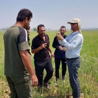 مهار هوشمندانه علف‌های هرز در شالیزارهای خشکه‌کاری؛ نسخه علمی محققان خوزستانی برای کشاورزان