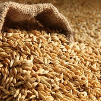 افزایش 1.5 میلیون تنی تولید جو کشور