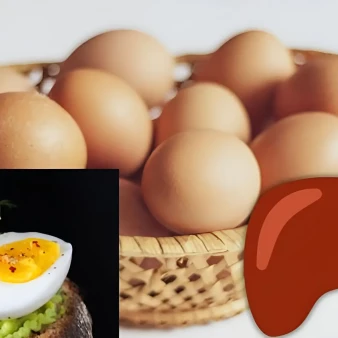 تخم‌ مرغ برای کبد مفید است یا مضر؟