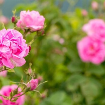 مصرف روزانه گلسرخ بعد از ۴۰ سالگی عامل پیشگیری از آلزایمر است