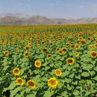 رخسار زرد آفتابگردان‌های زاگرس؛ طلای سنقر در حسرت صنایع تبدیلی می‌سوزد