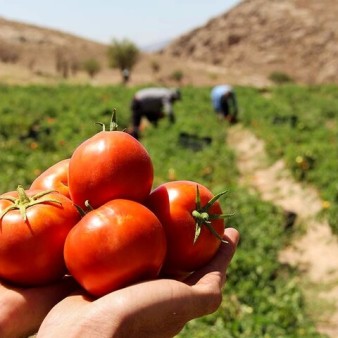 ارم قطب گوجه‌فرنگی خارج از فصل