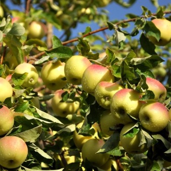 جشنواره سیب؛ آغاز یک مسیر تازه برای اقتصاد سمیرم