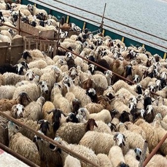 سهم ۳ درصدی دامپروری در تولید ناخالص داخلی