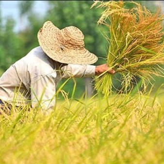 توسعه کشت دوم و راتون بهره‌وری اراضی کشاورزی را افزایش می‌دهد