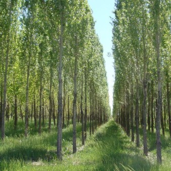 طرح زراعت چوب در قالب زنجیره ارزش و حفاظت از منابع طبیعی اجرایی شود