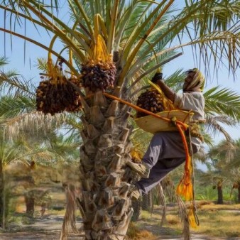 طلای سیاه بلوچستان در مسیر تجاری‌سازی؛ خیز سراوان برای فتح بازارهای صادراتی خرما