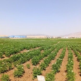 رشد ۲۳۳ درصدی تولید بذر سیب‌زمینی در استان ایلام