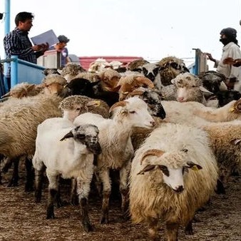 قیمت و عرضه دام زنده در مدار ثبات/بیش از ۵۰ درصد گرانی گوشت ریشه در جو حاکم در بازار دارد