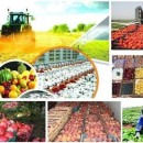 نمایشگاه عرضه مستقیم محصولات کشاورزی برگزار می شود