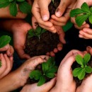 ضرورت کاشت یک میلیارد درخت با مدیریت دقیق