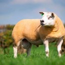 گوسفندی که شبیه گاو و خوک است و ثروتمندان عرب عاشق آن هستند!