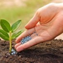 جایگزینی مناسب برای کودهای شیمیایی در مناطق اسیدی و کم‌فسفر