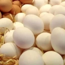خرید حمایتی تخم‌مرغ و صادرات به افغانستان و پاکستان آغاز شد