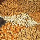 نهاده های دامی در بازارگاه عرضه نمی شود