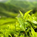 جشنواره چای لاهیجان برگزار می شود