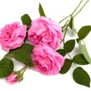 بازار جهانی «طلای مایع» میراث کهن ایران در اختیار ترکیه است