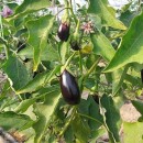 ۸۰ درصد گلخانه‌ها به کشت سبزیجات اختصاص دارد؛ پیشتازی تهران