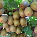 رشد 20 درصدی تجارت کشاورزی روسیه و ایران از ابتدای سال جاری میلادی