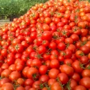 پشت پرده افزایش چندبرابری قیمت گوجه فرنگی