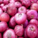 بیماری سفیدک پیاز، با فناوری هسته‌ای قابل کنترل است