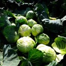 اصلاح رژیم غذایی علاوه بر کاهش آلاینده‌ها جان میلیون‌ها انسان را نجات می‌دهد