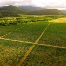 کشاورزی ژاپن در مسیر چندملیتی شدن