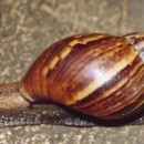 مقابله محیط زیست با حلزون غول پیکر آفریقایی