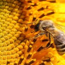 نژاد زنبور عسل ایرانی حفظ شد