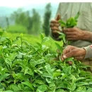 تجارت خارجی چای در ۱۰ ماهه نخست سال ۱۴۰۴