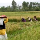 نقش سفیران در توانمندسازی دیجیتال زنان روستایی راهبردی است